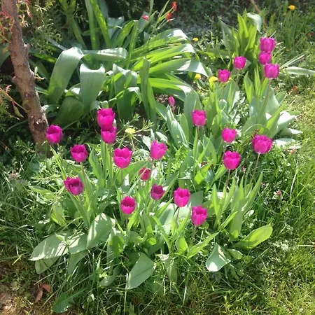 Rheinblick * كامب بورنهوفن