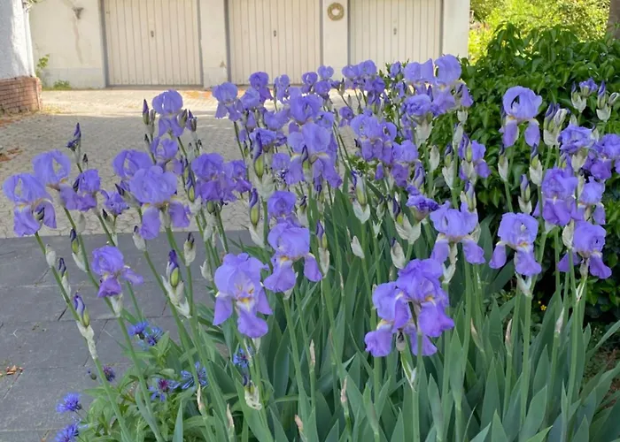 Rheinblick Apartamento *