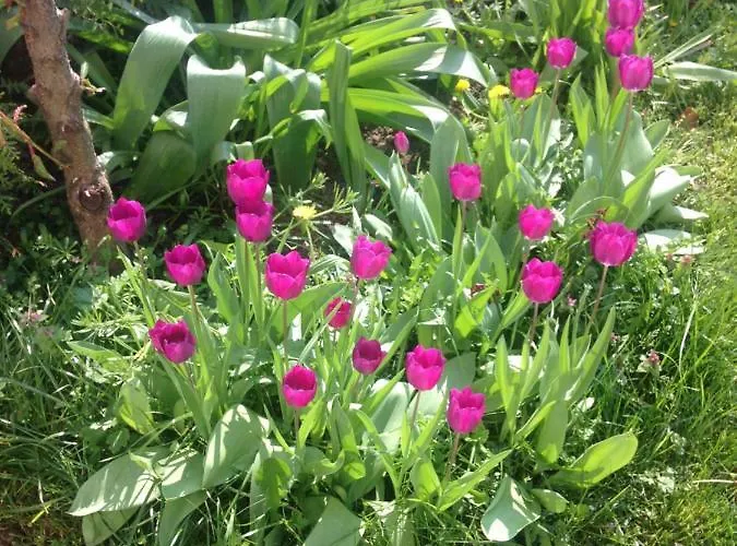 Rheinblick * Kamp-Bornhofen